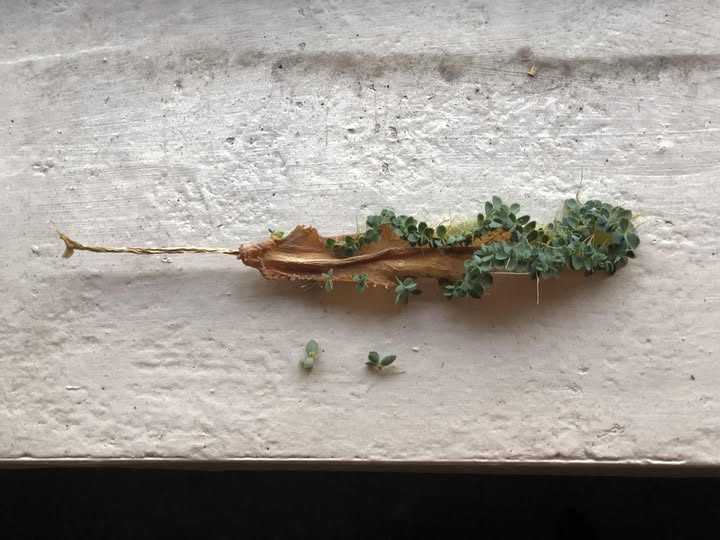枯葉繁芽.jpg